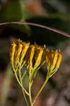 Pineland rayless goldenrod